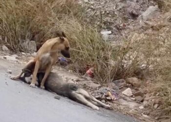 PERRITO LLORA POR SU COMPAÑERO ATROPELLADO.