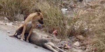 PERRITO LLORA POR SU COMPAÑERO ATROPELLADO.