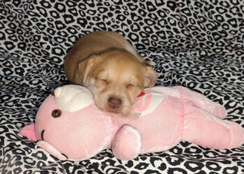 ADOPTA PERSONAL DE PROTECCIÓN CIVIL DEL ESTADO A 8 PERRITOS RESCATADOS EN APODACA