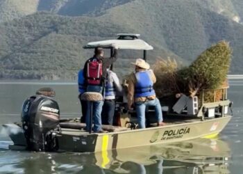 ARROJAN PINOS NAVIDEÑOS AL FONDO DE LA PRESA; IMPLEMENTAN PVSNL Y SANTIAGO PROGRAMA DE APROVECHAMIENTO Y RESTAURACIÓN ECOLÓGICA