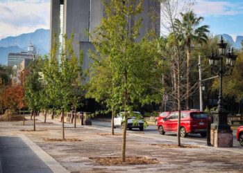 ALCANZAN BOSQUES CIUDADANOS 900 MIL ÁRBOLES PLANTADOS; AVANZA ARBORIZACIÓN DE EXPLANADA Y EL CENTRO.