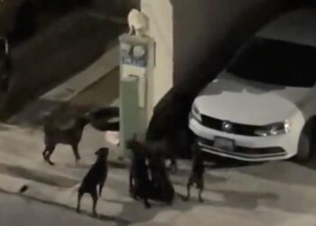 JAURÍA DE PERROS DAÑA VEHÍCULOS Y ATERRA A VECINOS EN SANTA CATARINA