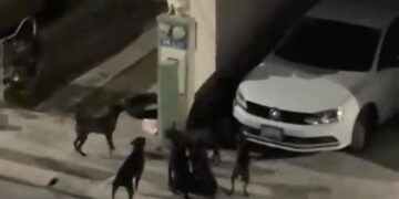 JAURÍA DE PERROS DAÑA VEHÍCULOS Y ATERRA A VECINOS EN SANTA CATARINA