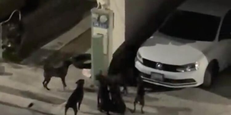 JAURÍA DE PERROS DAÑA VEHÍCULOS Y ATERRA A VECINOS EN SANTA CATARINA