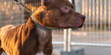 TRAGEDIA EN STATEN ISLAND: HOMBRE DE 59 AÑOS MUERE TRAS ATAQUE DE UN PITBULL