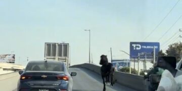 PRESUME “CABALLOS DE FUERZA” EN LINCOLN; CAPTAN A EQUINO CORRIENDO EN TRANSITADA AVENIDA DE MONTERREY 2 img 6249