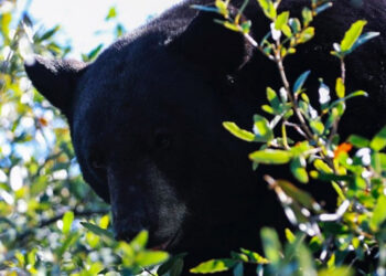 CAPTURA PROTECCIÓN CIVIL Y PVSNL A OSO NEGRO VISTO EN LA COLONIA SATÉLITE