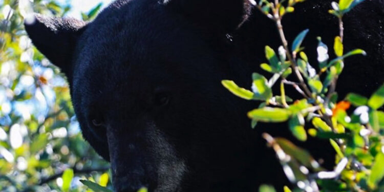 CAPTURA PROTECCIÓN CIVIL Y PVSNL A OSO NEGRO VISTO EN LA COLONIA SATÉLITE 1 CAPTURA PROTECCIÓN CIVIL Y PVSNL A OSO NEGRO VISTO EN LA COLONIA SATÉLITE