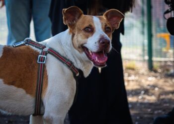 ADOPTAN A PERRITA MARATONISTA; ANUNCIA RAÚL LOZANO CONCLUSIÓN DE RESGUARDO EN EL CENTRO ESTATAL DE ATENCIÓN ANIMAL