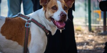 ADOPTAN A PERRITA MARATONISTA; ANUNCIA RAÚL LOZANO CONCLUSIÓN DE RESGUARDO EN EL CENTRO ESTATAL DE ATENCIÓN ANIMAL