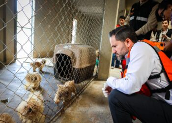 CLAUSURA DIVISIÓN AMBIENTAL CRIADERO CLANDESTINO EN JUÁREZ; ASEGURAN 56 PERRITOS TRAS DENUNCIA CIUDADANA.