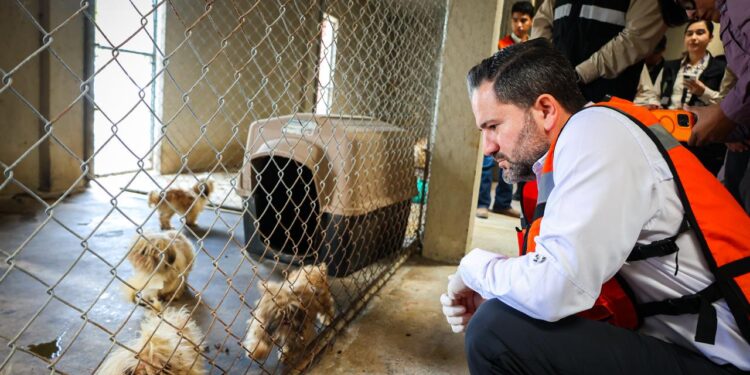 CLAUSURA DIVISIÓN AMBIENTAL CRIADERO CLANDESTINO EN JUÁREZ; ASEGURAN 56 PERRITOS TRAS DENUNCIA CIUDADANA.