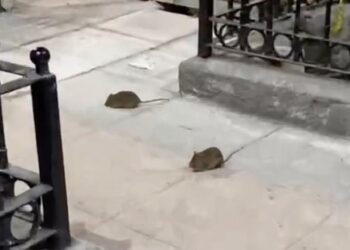 PLAGA DE RATAS EN MONTERREY; COMPARTEN EN REDES ROEDORES EN PASEO COMERCIAL MORELOS Y CENTRO DE LA CIUDAD EN PLENO AÑO DEL MUNDIAL