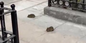 PLAGA DE RATAS EN MONTERREY; COMPARTEN EN REDES ROEDORES EN PASEO COMERCIAL MORELOS Y CENTRO DE LA CIUDAD EN PLENO AÑO DEL MUNDIAL 2 PLAGA DE RATAS EN MONTERREY; COMPARTEN EN REDES ROEDORES EN PASEO COMERCIAL MORELOS Y CENTRO DE LA CIUDAD EN PLENO AÑO DEL MUNDIAL