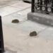 PLAGA DE RATAS EN MONTERREY; COMPARTEN EN REDES ROEDORES EN PASEO COMERCIAL MORELOS Y CENTRO DE LA CIUDAD EN PLENO AÑO DEL MUNDIAL 7 PLAGA DE RATAS EN MONTERREY; COMPARTEN EN REDES ROEDORES EN PASEO COMERCIAL MORELOS Y CENTRO DE LA CIUDAD EN PLENO AÑO DEL MUNDIAL