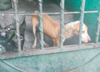 RESCATA DIVISIÓN AMBIENTAL TRES PERRITOS MALTRATADOS EN MONTERREY