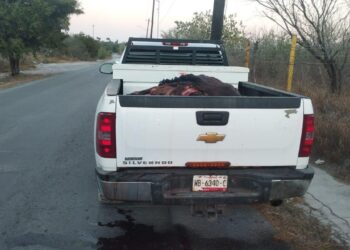 ASEGURAN EN EL CARMEN CAMIONETA DE EX ALCALDE QUE TRASLADABA PIELES DE ORIGEN ILÍCITO