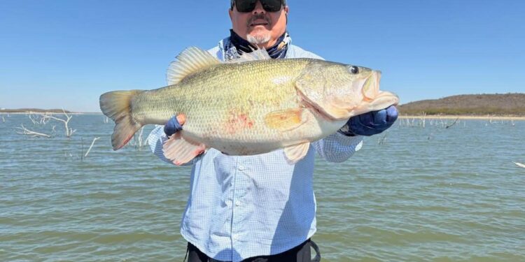 PRESUMEN PESCA EN EL CUCHILLO; CAPTURAN LOBINAS DE GRAN TAMAÑO TRAS INTERVENCIÓN DE PYVSNL