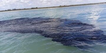 EMERGENCIA AMBIENTAL EN EL GOLFO: DERRAME DE PETRÓLEO ALCANZA 630 KILÓMETROS DE LITORAL MEXICANO