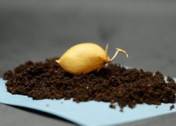 COSECHA LUNAR: CIENTÍFICOS LOGRAN CULTIVAR GARBANZOS EN SUELO QUE SIMULA LA SUPERFICIE DE LA LUNA