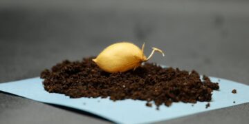 COSECHA LUNAR: CIENTÍFICOS LOGRAN CULTIVAR GARBANZOS EN SUELO QUE SIMULA LA SUPERFICIE DE LA LUNA