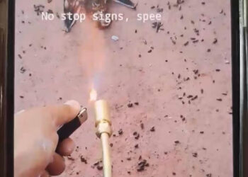 INDIGNA QUEMA DE MURCIÉLAGO; PRESENTA ACTIVISTA MELY RAMOS DENUNCIA POR VIOLENCIA CONTRA FAUNA SILVESTRE