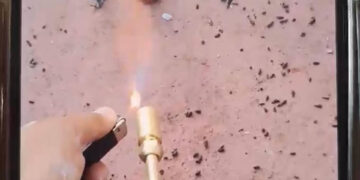 INDIGNA QUEMA DE MURCIÉLAGO; PRESENTA ACTIVISTA MELY RAMOS DENUNCIA POR VIOLENCIA CONTRA FAUNA SILVESTRE