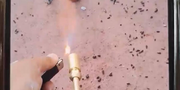 INDIGNA QUEMA DE MURCIÉLAGO; PRESENTA ACTIVISTA MELY RAMOS DENUNCIA POR VIOLENCIA CONTRA FAUNA SILVESTRE 1 INDIGNA QUEMA DE MURCIÉLAGO; PRESENTA ACTIVISTA MELY RAMOS DENUNCIA POR VIOLENCIA CONTRA FAUNA SILVESTRE