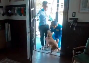 MÁS ALLÁ DE LAS ESTRELLAS: EL EMOTIVO REENCUENTRO DE CHRISTINA KOCH CON SU MASCOTA TRAS LA MISIÓN ARTEMIS II