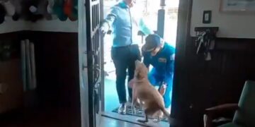 MÁS ALLÁ DE LAS ESTRELLAS: EL EMOTIVO REENCUENTRO DE CHRISTINA KOCH CON SU MASCOTA TRAS LA MISIÓN ARTEMIS II