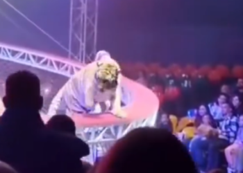 TERROR EN EL CIRCO; SALTA TIGRE HACIA EL PÚBLICO DURANTE SHOW DE DOMADOR