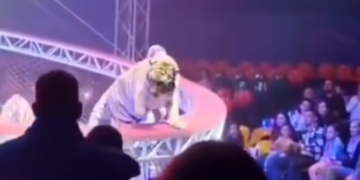 TERROR EN EL CIRCO; SALTA TIGRE HACIA EL PÚBLICO DURANTE SHOW DE DOMADOR