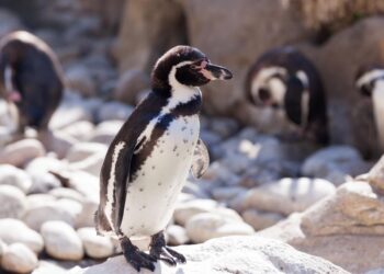 RESILIENCIA EN EL ANTÁRTICO: EL PINGÜINO REY DESAFÍA LAS LÓGICAS DEL CAMBIO CLIMÁTICO