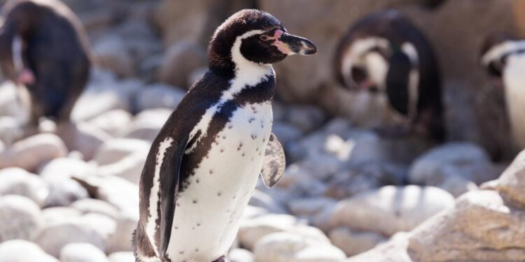 RESILIENCIA EN EL ANTÁRTICO: EL PINGÜINO REY DESAFÍA LAS LÓGICAS DEL CAMBIO CLIMÁTICO