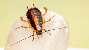 ALERTA URBANA EN EL NORESTE: PLAGAS INVASORAS PONEN EN JAKE A NUEVA YORK Y NUEVA JERSEY