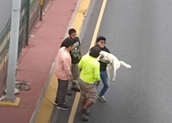 JÓVENES SALVAN A PERRITO EN PLENA GARZA SADA Y SU ACTO CONMUEVE A REGIOS; LO RESCATAN TRAS QUEDAR ATRAPADO EN MEDIO DEL TRÁFICO