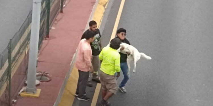 JÓVENES SALVAN A PERRITO EN PLENA GARZA SADA Y SU ACTO CONMUEVE A REGIOS; LO RESCATAN TRAS QUEDAR ATRAPADO EN MEDIO DEL TRÁFICO
