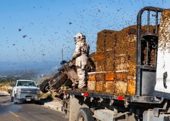 ENJAMBRE EN LA CARRETERA; VOLCADURA LIBERA MILES DE ABEJAS EN DOCTOR ARROYO
