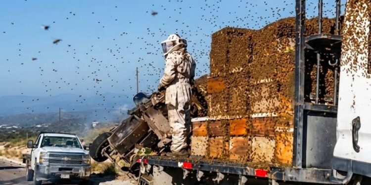 ENJAMBRE EN LA CARRETERA; VOLCADURA LIBERA MILES DE ABEJAS EN DOCTOR ARROYO