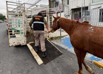 RESCATA DIVISIÓN AMBIENTAL A 5 CABALLOS MALTRATADOS; TRASLADAN EJEMPLARES QUE ARRASTRABAN CARRETONES O LLEVABAN SOBRECARGA AL CENTRO ESTATAL DE ATENCIÓN ANIMAL
