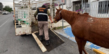 RESCATA DIVISIÓN AMBIENTAL A 5 CABALLOS MALTRATADOS; TRASLADAN EJEMPLARES QUE ARRASTRABAN CARRETONES O LLEVABAN SOBRECARGA AL CENTRO ESTATAL DE ATENCIÓN ANIMAL