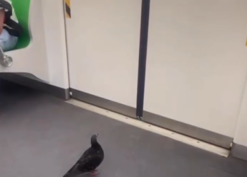 METRO DE NL ES ANIMAL FRIENDLY; SUBE PALOMA A VAGÓN Y BAJA CAMINANDO EN LA SIGUIENTE ESTACIÓN