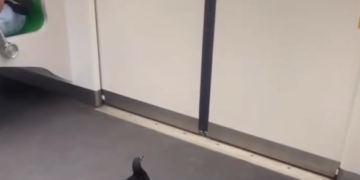 METRO DE NL ES ANIMAL FRIENDLY; SUBE PALOMA A VAGÓN Y BAJA CAMINANDO EN LA SIGUIENTE ESTACIÓN