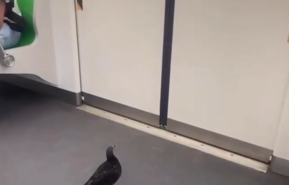 METRO DE NL ES ANIMAL FRIENDLY; SUBE PALOMA A VAGÓN Y BAJA CAMINANDO EN LA SIGUIENTE ESTACIÓN