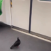 METRO DE NL ES ANIMAL FRIENDLY; SUBE PALOMA A VAGÓN Y BAJA CAMINANDO EN LA SIGUIENTE ESTACIÓN