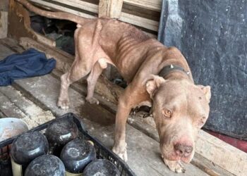 RESCATA DIVISIÓN AMBIENTAL A PERROS MALTRATADOS EN SANTA CATARINA; ATIENDEN DENUNCIAS CIUDADANAS A TRAVÉS DEL 070
