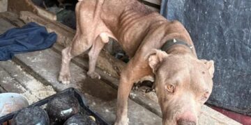 RESCATA DIVISIÓN AMBIENTAL A PERROS MALTRATADOS EN SANTA CATARINA; ATIENDEN DENUNCIAS CIUDADANAS A TRAVÉS DEL 070