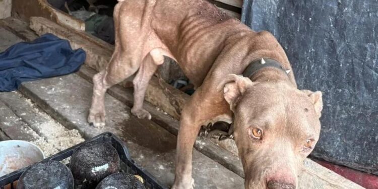 RESCATA DIVISIÓN AMBIENTAL A PERROS MALTRATADOS EN SANTA CATARINA; ATIENDEN DENUNCIAS CIUDADANAS A TRAVÉS DEL 070