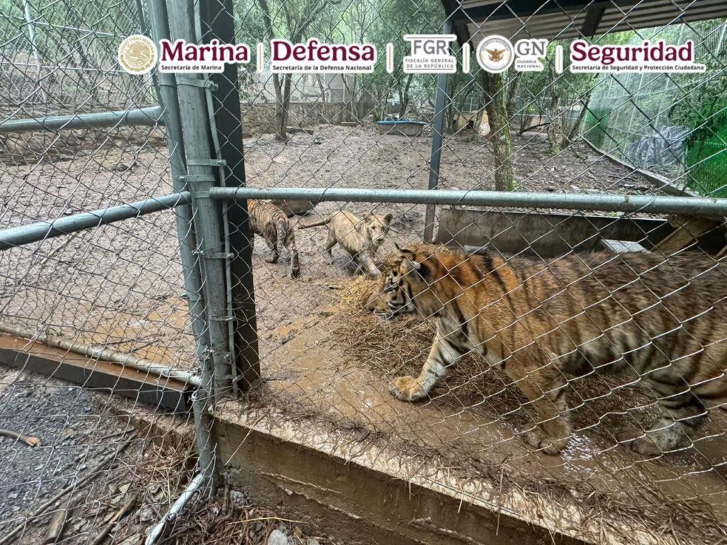 REVELA GARCÍA HARFUCH DETENCIÓN EN NL DE OPERADOR DEL CDN LIGADO A HUACHICOL; DETIENEN TAMBIÉN A UNA MUJER Y ASEGURAN ARMAS, DROGAS, VEHÍCULOS DE LUJO Y ANIMALES EXÓTICOS 3 IMAGE 2026 05 11 083559