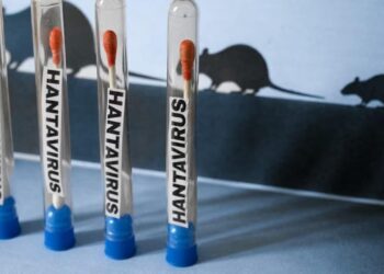 CERCO EPIDEMIOLÓGICO GLOBAL: LA OMS EXTIENDE VIGILANCIA POR HANTAVIRUS HASTA 42 DÍAS